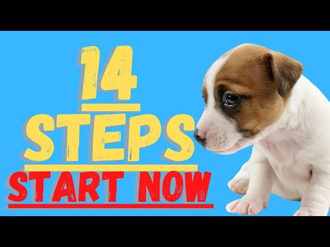 Jack Russell Terriers (14 Critical Steps To Follow To Prepare For Your Jack Russel) Don't Skip These