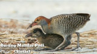 Download lagu Mengenal lebih dekat lagi dengan Burung Mandar padi siantar dan sesintaran (breasted rail) mp3