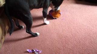 Susie opening her Christmas present