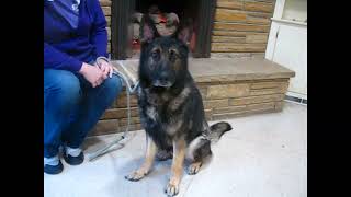 Video preview image #1 German Shepherd Dog Puppy For Sale in Enfield, CT, USA