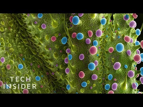 Weed And Hashish Under A Microscope