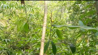 Download lagu pikat burung sirtu liar pakai mp3 suara ribut. mp3