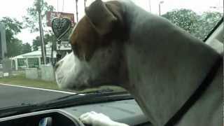 Cody & The Windshield Wipers.mp4