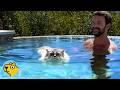 Cat Sees His Dad In A Swimming Pool And Jumps In
