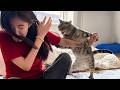 These Crazy Cat Reactions Caught Their Owners Completely Off Guard