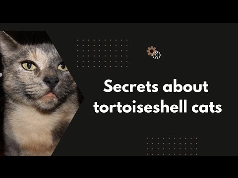 Why Tortoiseshell cats are the best cats to own