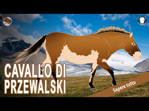 , title : 'CAVALLO DI PRZEWALSKI, la più antica popolazione di cavalli selvaggi del mondo, RAZZE DI CAVALLI'