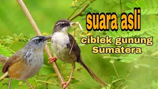 Download lagu suara asli burung prenjak gunung /ciblek gunung Sumatera mp3