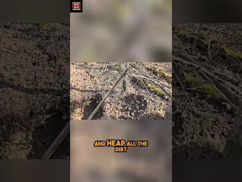 Costruiamo una base sotterranea segreta nel bunker della foresta!