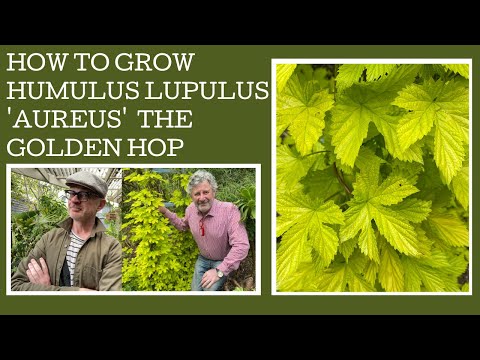 How to grow Humulus lupulus 'Aureus' or the Golden Hop.