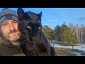 Entertaining Luna the panther with the neighbors😸(ENG SUB)