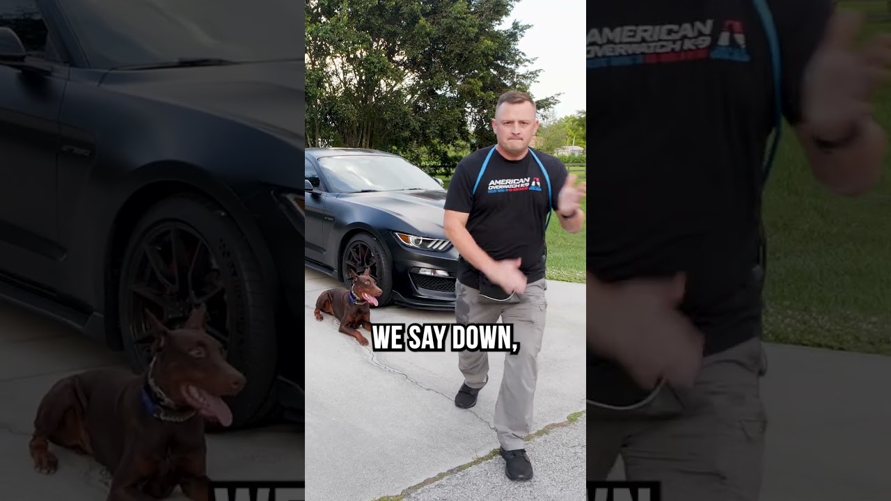 Cane Corso and Doberman Perform the Dog Drop Test