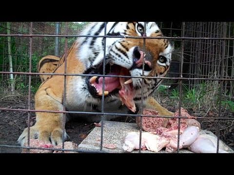 Feeding 100+ Tigers, Lions, Leopards...