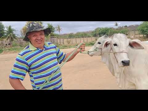 Feira do bode e do gado em Taperoá Paraíba 