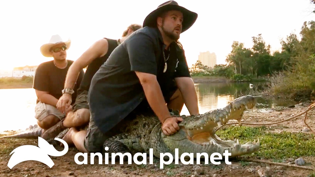 🔴 WATCH NOW: Most Dangerous Moments 🐊 | Gator Boys | Animal Planet