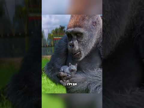 Она завела себе лучшего друга @zackdfilms