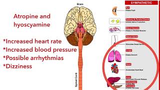 Anticholinergic agents: hyoscyamine, atropine (pharmacology)