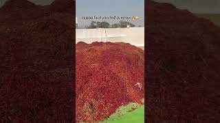 Download lagu Lalmirchi ka havan #holi #festival #live mp3 Download lagu Lalmirchi ka havan #holi #festival #live mp3