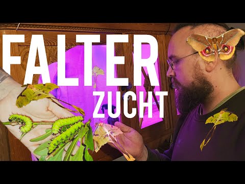 NACHTFALTER & SCHMETTERLINGE züchten (1/2) || Ich stelle unsere Zucht vor! 🪴🐛🦋