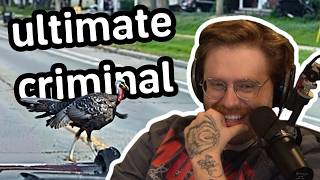 Cop EMBARRASSED By A TURKEY!
