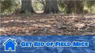Getting Rid of Mice : How to Get Rid of Field Mice