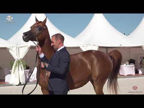 N 48 VALENTINO'S ANGEL MI   Prague 2020   Intercup   7 9 Years Old Mares Class 8