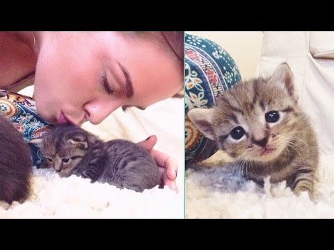 SÜßESTES KATZEN BABY VIDEO für gute Laune!! KITTEN BABIES | KÄTZCHEN