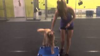 Socializing Your Dog and Meeting Other Dogs on a Leash