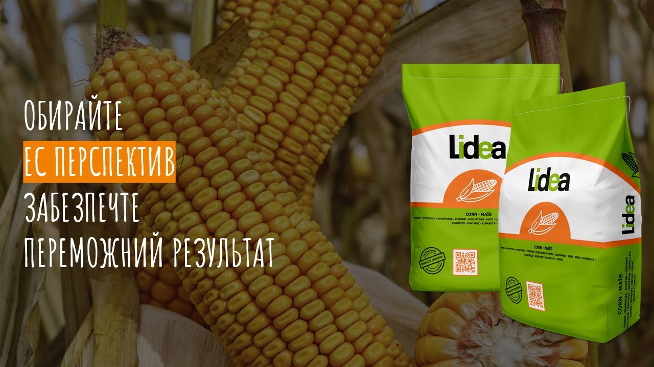Насіння кукурудзи ЕС Перспектив (Lidea) — зерновий гібрид ФАО 240 для Полісся, Лісостепу та Степу