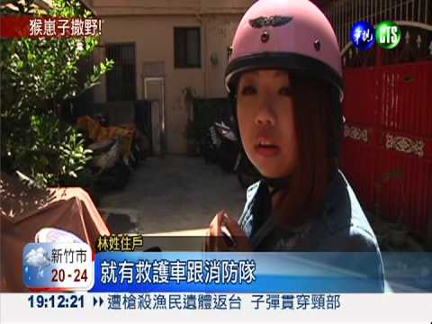 頑皮獼猴觸電摔 害20多戶摸黑