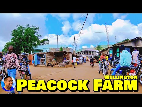 Welcome To PEACOCK FARM - Wellington 🇸🇱 🌍 Roadtrip 2022 - Explore With Triple-A