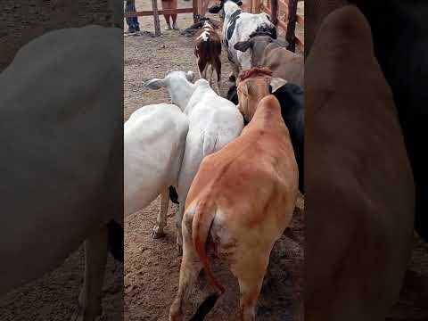 feira de gado de lajedo Pernambuco