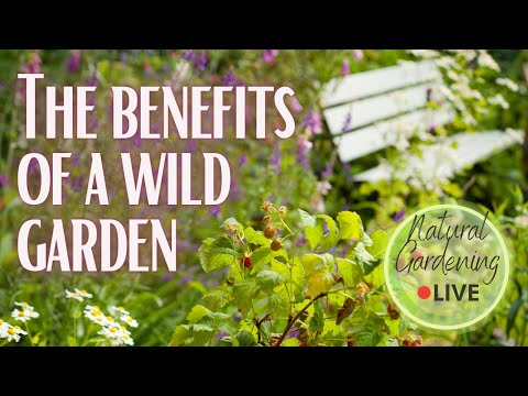 Benefit of a wild garden. 5 ways to rewild your garden.