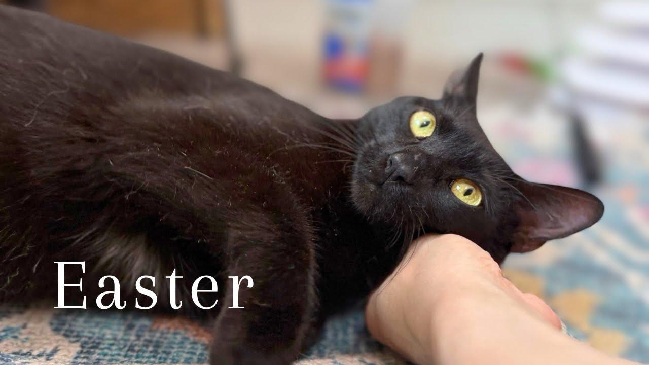 Enlarge Easter Montes, a Adoptable mixed breed in Friendswood, TX video 6/6