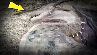 5 Monsters Caught On Camera & Spotted In Real Life!