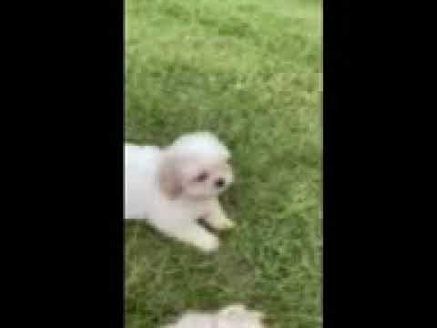 Mr Jimmy - Shih Tzu puppy for sale