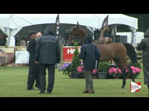 N.122 EOS APOLLO - Bruges 2016 - Yearling Colts (Class 102A)