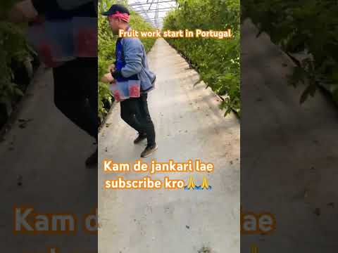 Fruit work start in Portugal 🙏🙏#farmer #punjabi #ਵਾਹਿਗੁਰੂ #yaarportugalwale #farmerlife