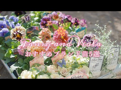 パンジーを植える: 5 つの創造的なアイデア 植物