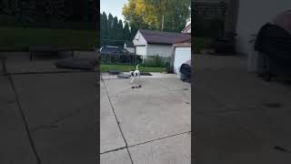 Video preview image #1 American Pit Bull Terrier-Unknown Mix Puppy For Sale in Grafton, WI, USA