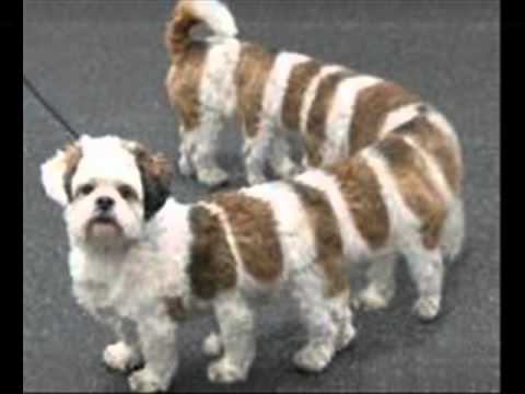 Sariwang Parang Aso BY BABY TOY-LADY BLESS-JESTER