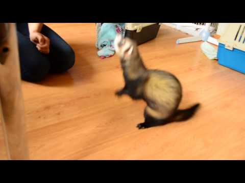 Sztuczki Łasica vel Faworyta od Diamond Ferrets