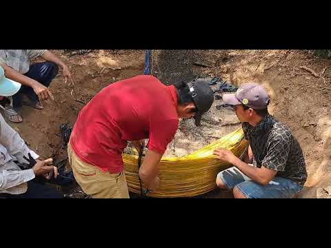 Bonsai Bằng Tâm 0909766359.Bứng Và Ngã  Cây Tùng Khủng.Ngày 11/02