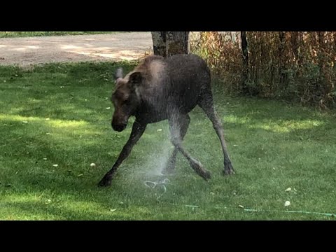 Baby Moose Loves Playing in the Sprinkler