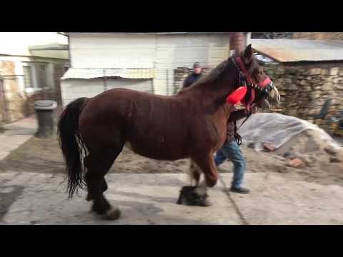 Manza, Rasa Semigreu Romanesc - Cluj 2018