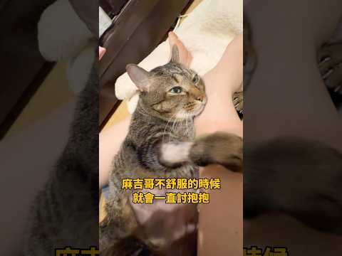 不舒服的時候，就一直想討抱抱的麻吉哥🥹💖 【麻吉太郎】 #癱瘓貓 #貓 #可愛 #cute #shorts