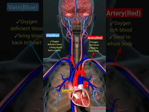 Human Heart blood circulation l Artery vein l ब्लड सर्कुलेशन #heart #shorts
