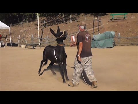 conoscere il proprio asino: comportamento, carattere e paure