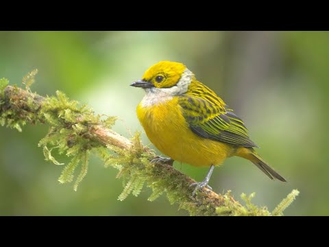 Tangara šafranová (Tangara icterocephala) — video o speve a chove