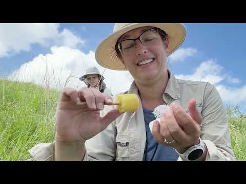 This instructional video explains how and why statewide bee surveys have been conducted.